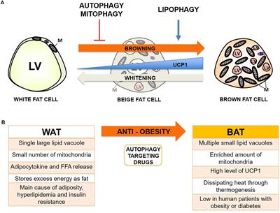 Autophagy in Adipocyte Browning: Emerging Drug Target for Intervention in Obesity